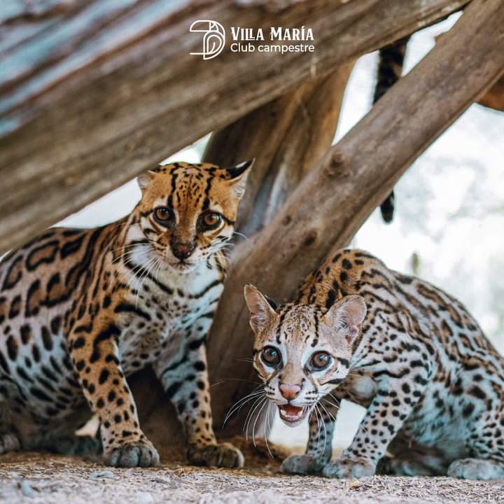 Leopardos en La Hacienda Campestre Villa Maria